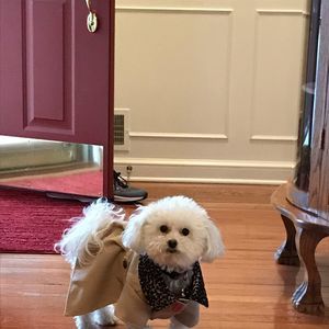 Meet your Posher, Kristen